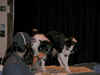 DSCN1623.jpg (103395 bytes)