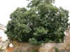 DSCN1306.jpg (206942 bytes)