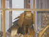 DSCN2264.jpg (136794 bytes)