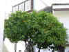 DSCN07211138.jpg (284358 bytes)