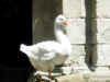 DSCN08051219.jpg (131322 bytes)