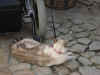 DSCN09611327.jpg (206086 bytes)