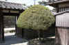 dscn0067.jpg (316662 bytes)