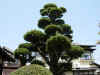 dscn0076.jpg (474314 bytes)