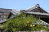 dscn0077.jpg (307360 bytes)