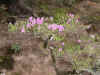 dscn0104.jpg (385754 bytes)