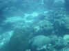 DSCN0111.jpg (113912 bytes)