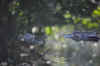 DSC_2218.jpg (98257 bytes)