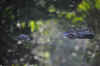 DSC_2219.jpg (101322 bytes)