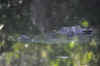 DSC_2220.jpg (103785 bytes)