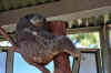 DSC_2271.jpg (121139 bytes)