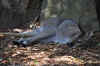 DSC_2291.jpg (135207 bytes)