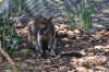 DSC_2294.jpg (154891 bytes)