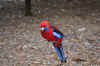 DSC_2401.jpg (120561 bytes)