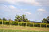 DSC_2432.jpg (116380 bytes)