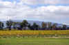 DSC_2437.jpg (114987 bytes)