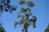 DSC_2440.jpg (119548 bytes)
