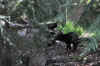 DSC_2467.jpg (130465 bytes)