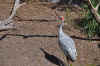 DSC_2477.jpg (156443 bytes)