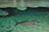 DSC_3338.jpg (93749 bytes)