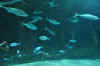 DSC_3362.jpg (93900 bytes)