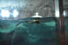DSC_3382.jpg (103220 bytes)