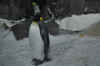 DSC_3392.jpg (93508 bytes)