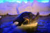 DSC_3395.jpg (107933 bytes)