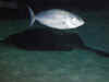 DSC_3688.jpg (78759 bytes)