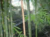 DSCN13622261.jpg (236765 bytes)