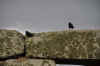 DSC_4076.jpg (117712 bytes)