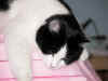 DSCN3136.jpg (85310 bytes)